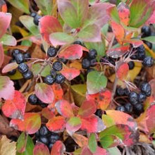 Load image into Gallery viewer, Aronia Ground Hog Shrubs