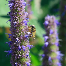 Load image into Gallery viewer, Agastache Blue Fortune