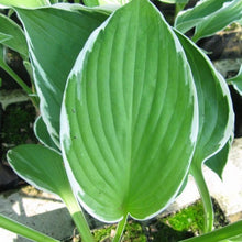 Load image into Gallery viewer, Hosta Francee Plants