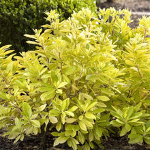 Load image into Gallery viewer, Florida Sunshine Illicium Shrubs