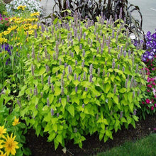 Load image into Gallery viewer, Agastache Golden Jubilee
