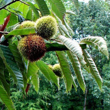 Load image into Gallery viewer, Chinese Chestnut Trees
