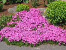 Load image into Gallery viewer, Creeping Phlox Drummond&#39;s Pink
