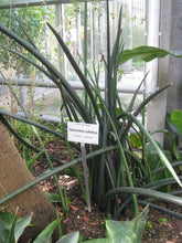 Load image into Gallery viewer, Cylindrical Snake Plants
