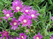 Load image into Gallery viewer, Delosperma Cooperi
