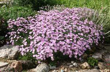 Load image into Gallery viewer, Dianthus Bath&#39;s Pink
