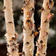 Load image into Gallery viewer, Dura Heat Birch Trees
