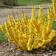 Load image into Gallery viewer, Show Off Sugar Baby Dwarf Forsythia Shrubs
