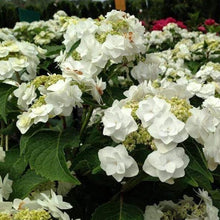 Load image into Gallery viewer, Wedding Gown Hydrangea Shrubs
