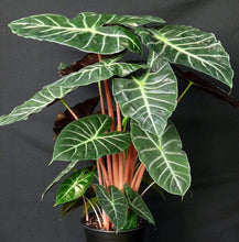 Load image into Gallery viewer, Ebony Alocasia Plants
