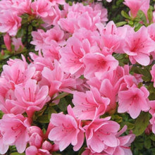 Load image into Gallery viewer, Coral Bells Azalea Shrubs
