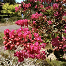 Load image into Gallery viewer, Berry Dazzle Crape Myrtle Shrubs
