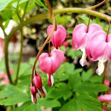 Load image into Gallery viewer, Bleeding Hearts
