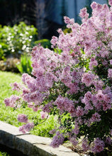 Load image into Gallery viewer, Bloomerang Pink Perfume Lilac Shrubs
