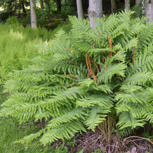 Load image into Gallery viewer, Cinnamon Fern Plants
