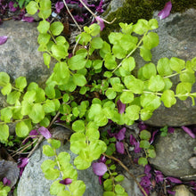 Load image into Gallery viewer, Creeping Jenny
