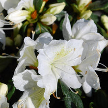 Load image into Gallery viewer, Delaware Valley White Azalea Shrubs
