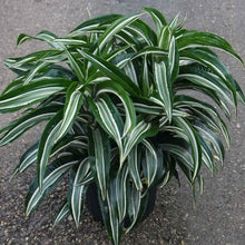 Load image into Gallery viewer, Dracaena Jade Jewel Plants
