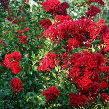 Load image into Gallery viewer, Dynamite Red Crape Myrtle Trees
