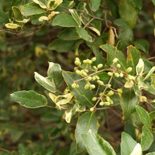 Load image into Gallery viewer, Jack Frost Privet Shrubs
