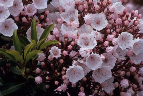 Elf Mountain Laurel Shrubs – paperlike549864.com