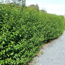 Load image into Gallery viewer, Golden Ticket Privet Shrubs
