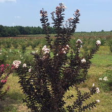 Load image into Gallery viewer, Moonlight Magic Crape Myrtle Shrubs
