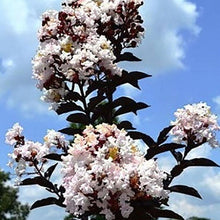 Load image into Gallery viewer, Moonlight Magic Crape Myrtle Shrubs
