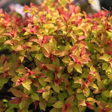 Load image into Gallery viewer, Goldflame Spirea Shrubs
